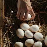 A hand collects fresh eggs from a rustic nest box filled with hay on a farm.