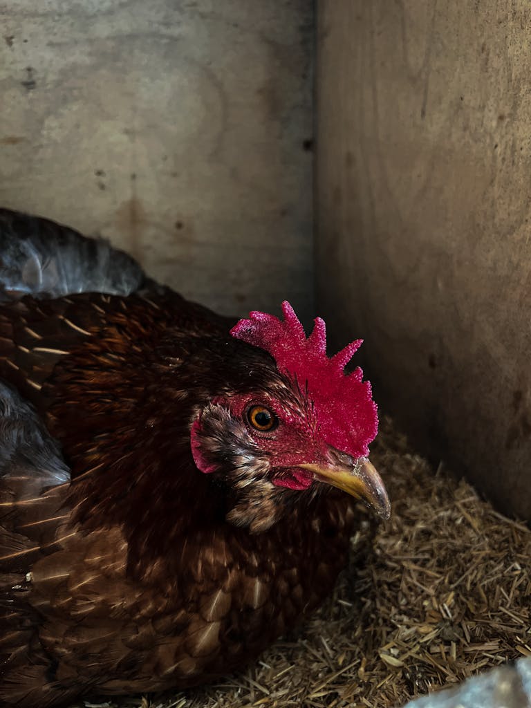 Detailed close-up of a hen with vibrant red comb in a wooden coop.