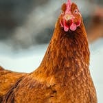 Stunning portrait of a russet chicken against a blurred outdoor backdrop.