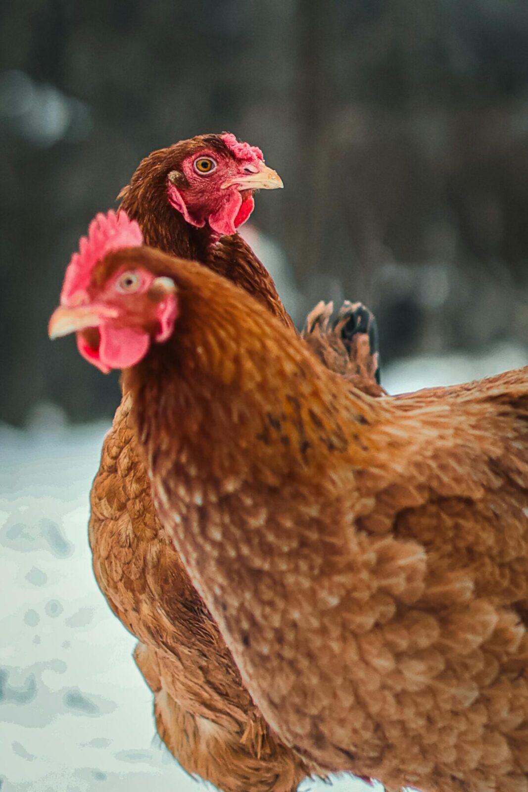 chickens in the snow