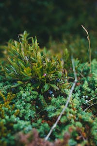 Vibrant close-up of wild European blueberry shrub with lush green foliage and scattered berries in natural setting.